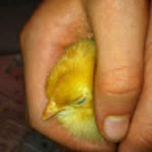 Meet your Posher, Claire